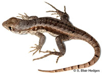 Image of Leiocephalus psammodromus