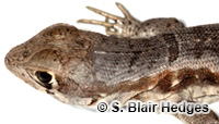 Image of Leiocephalus psammodromus