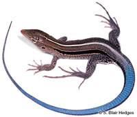 Image of Pholidoscelis auberi