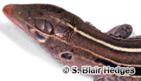 Image of Pholidoscelis auberi