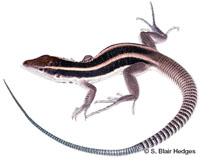 Image of Pholidoscelis maynardii