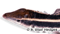 Image of Pholidoscelis maynardii