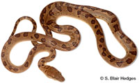 Image of Chilabothrus chrysogaster