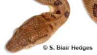 Image of Chilabothrus chrysogaster