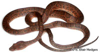 Image of Chilabothrus strigilatus