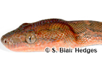 Image of Chilabothrus strigilatus
