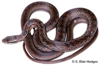Image of Cubophis vudii