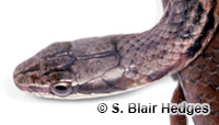 Image of Cubophis vudii