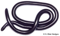 Image of Epictia columbi
