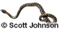 Image of Tropidophis curtus