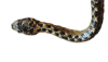 Image of Tropidophis curtus