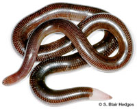 Image of Antillotyphlops platycephalus