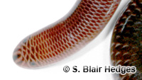 Image of Antillotyphlops platycephalus