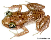 Image of Eleutherodactylus rogersi