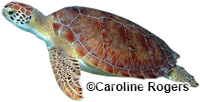 Image of Chelonia mydas