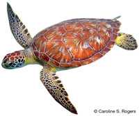 Image of Chelonia mydas