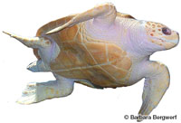Image of Caretta caretta