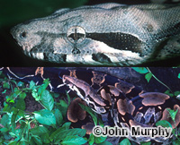 Image of Boa constrictor