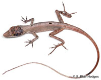 Image of Anolis alutaceus