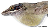Image of Anolis alutaceus