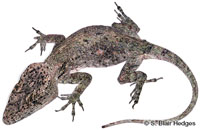 Image of Anolis chamaeleonides