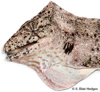 Image of Anolis chamaeleonides