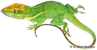 Image of Anolis equestris