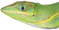 Image of Anolis equestris