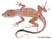 Image of Anolis homolechis