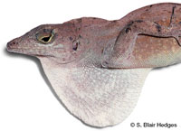 Image of Anolis homolechis