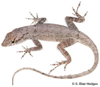 Image of Anolis jubar