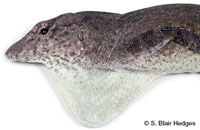 Image of Anolis jubar