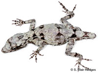 Image of Anolis loysiana