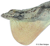 Image of Anolis loysiana