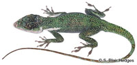 Image of Anolis luteogularis
