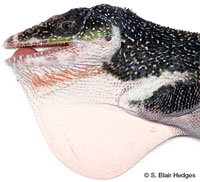 Image of Anolis luteogularis