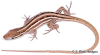 Image of Anolis ophiolepis