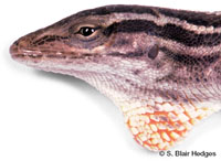 Image of Anolis ophiolepis