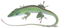 Image of Anolis porcatus