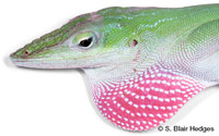 Image of Anolis porcatus