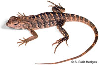 Image of Cyclura nubila
