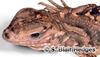 Image of Cyclura nubila