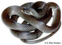 Image of Cubophis cantherigerus