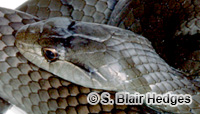 Image of Cubophis cantherigerus