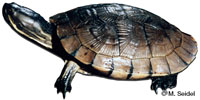 Image of Trachemys decussata