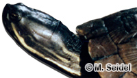 Image of Trachemys decussata