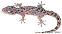 Image of Tarentola crombiei