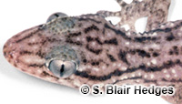 Image of Tarentola crombiei