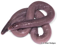 Image of Amphisbaena cubana