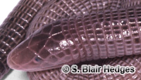 Image of Amphisbaena cubana